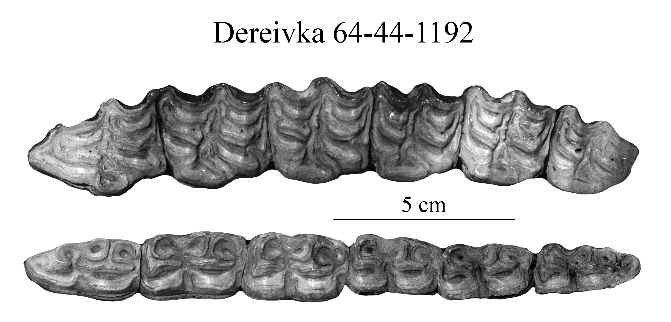 Dereivka Upper and lower dentitions