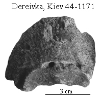 Dereivka Third phalanx 44-1171