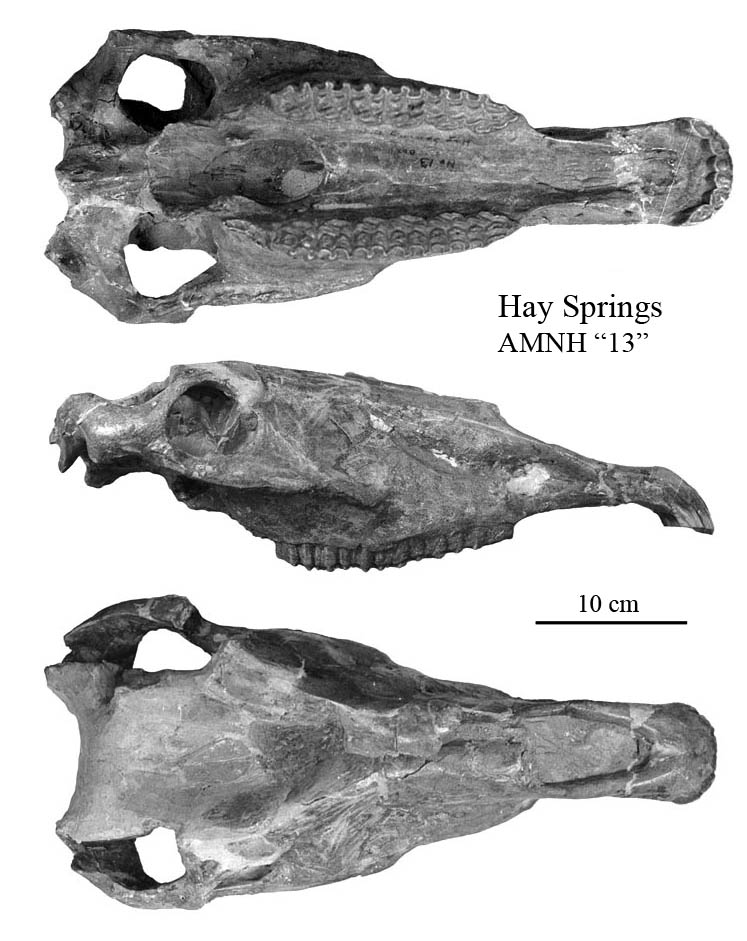 Fig.17 HaySprings 13, Cranium