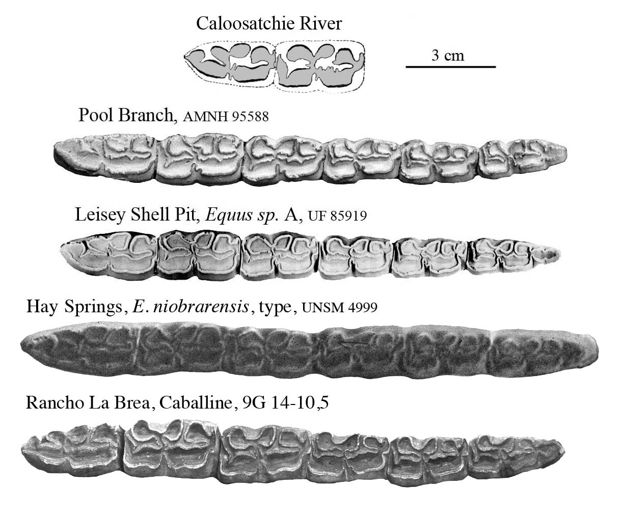 Fig.30 Pool Branch, E.sp.A, Caloosahatchie Lower cheek teeth