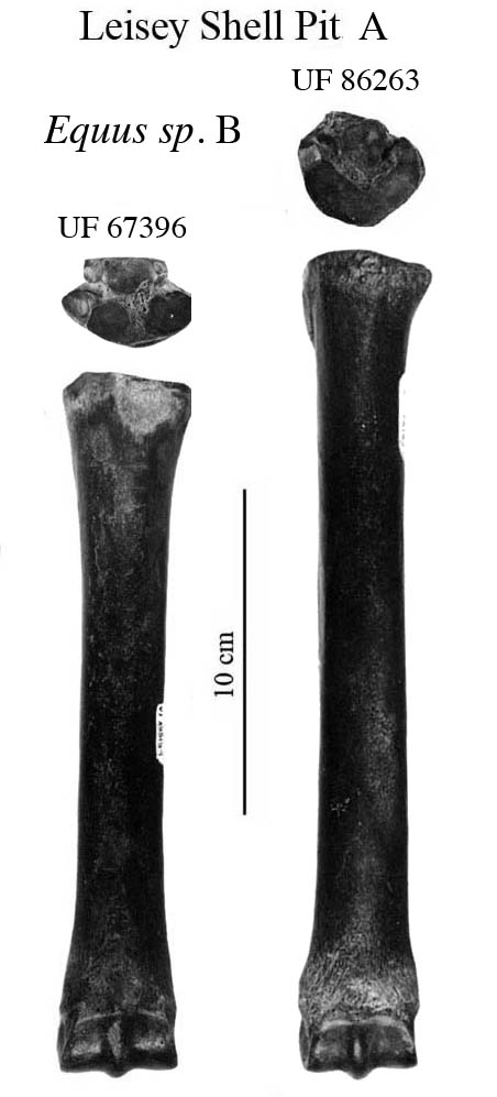 Fig.41 Florida, Equus sp.B Metapodials