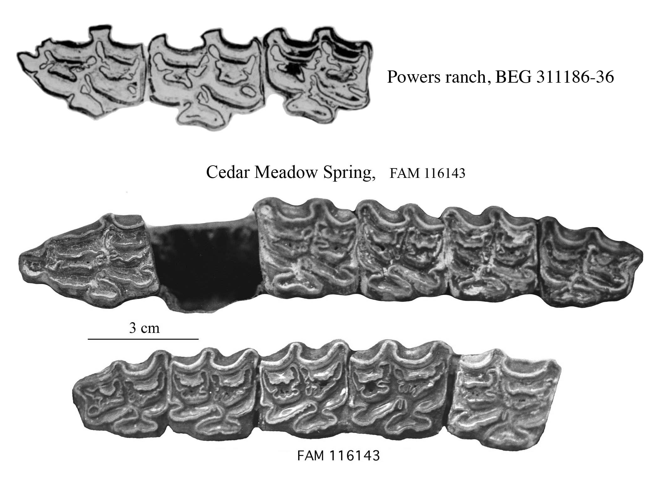 Fig.4 Cedar-Powers : fraternus, pseudaltidens Upper cheek teeth