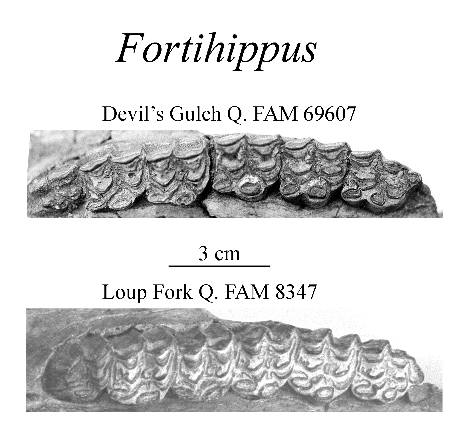Fortihippus upper cheek teeth
