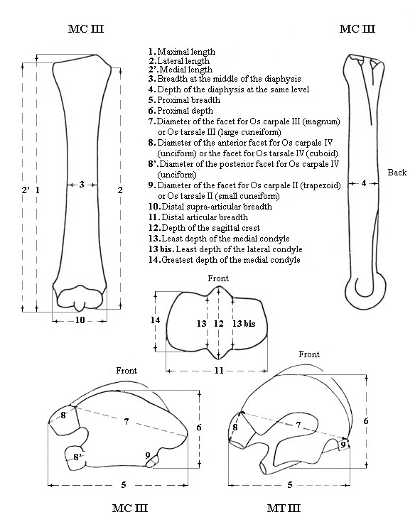Metapodials, System of measurements