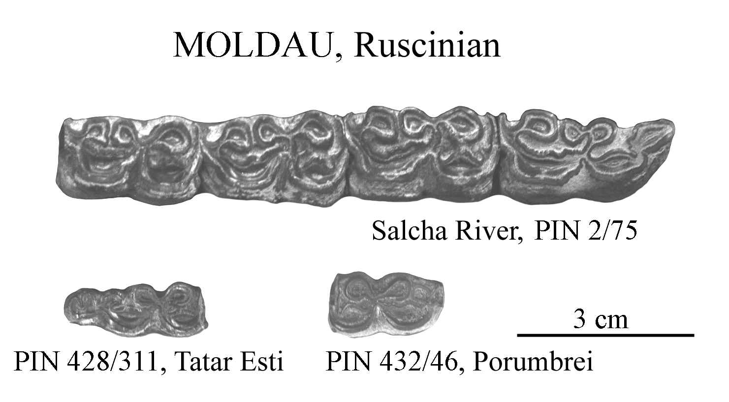 Moldau Lower cheek teeth photos
