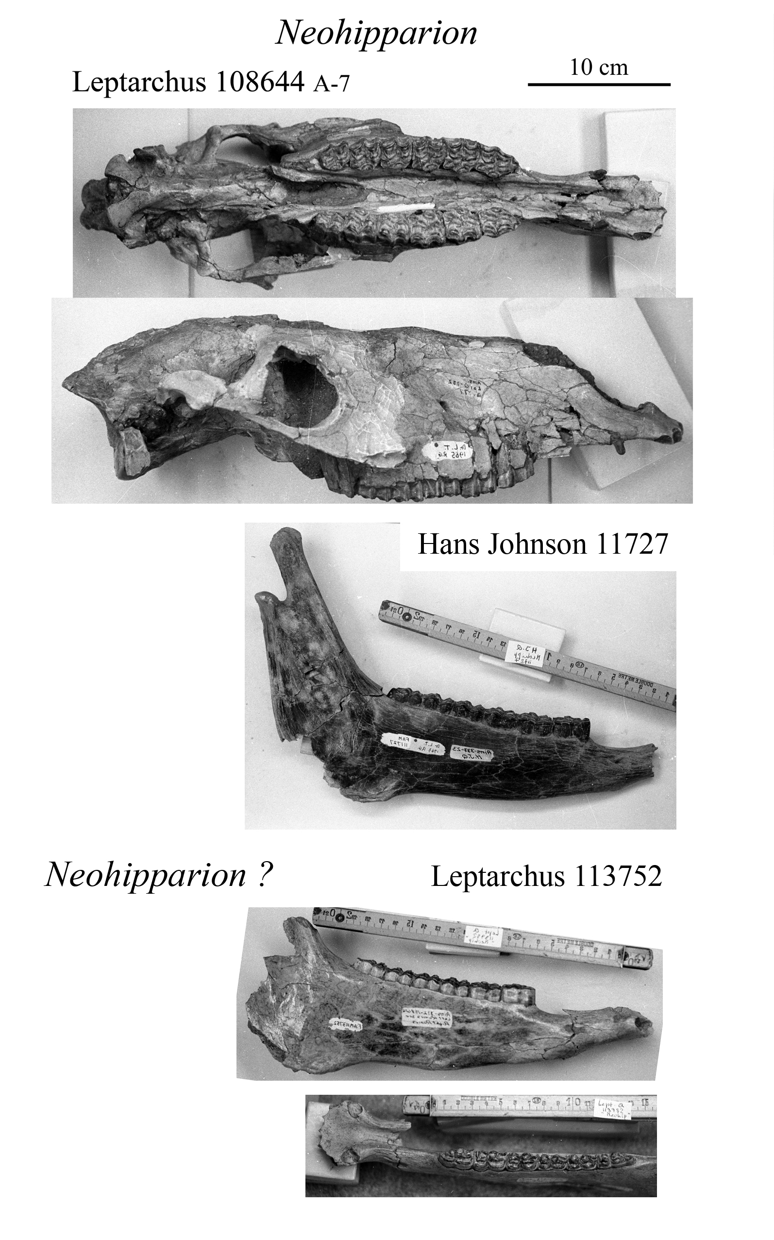 Neohipparion skull and mandibles