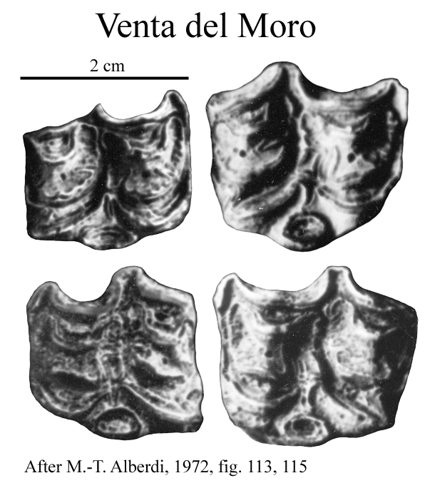 Venta Moro del Moro, Upper cheek teeth