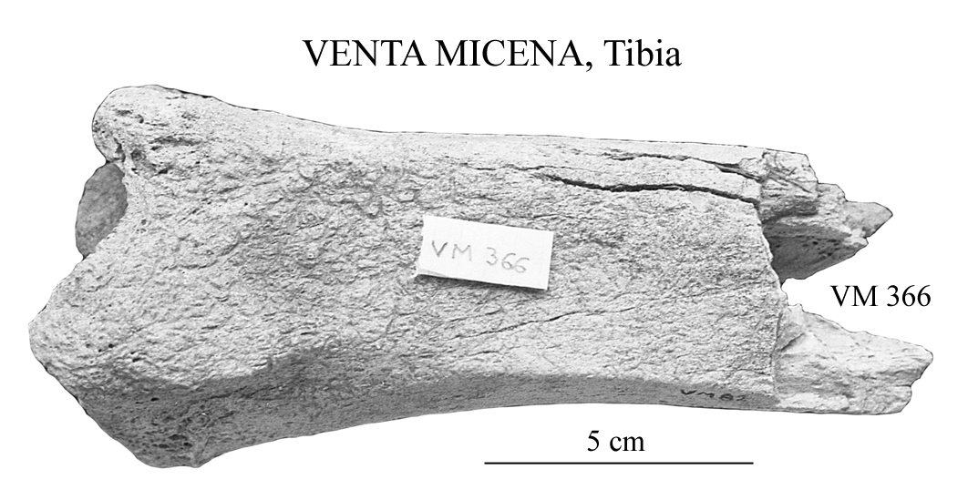 VM 81-366 Tibia distal