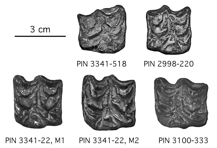 E. verae, molaires supèrieures