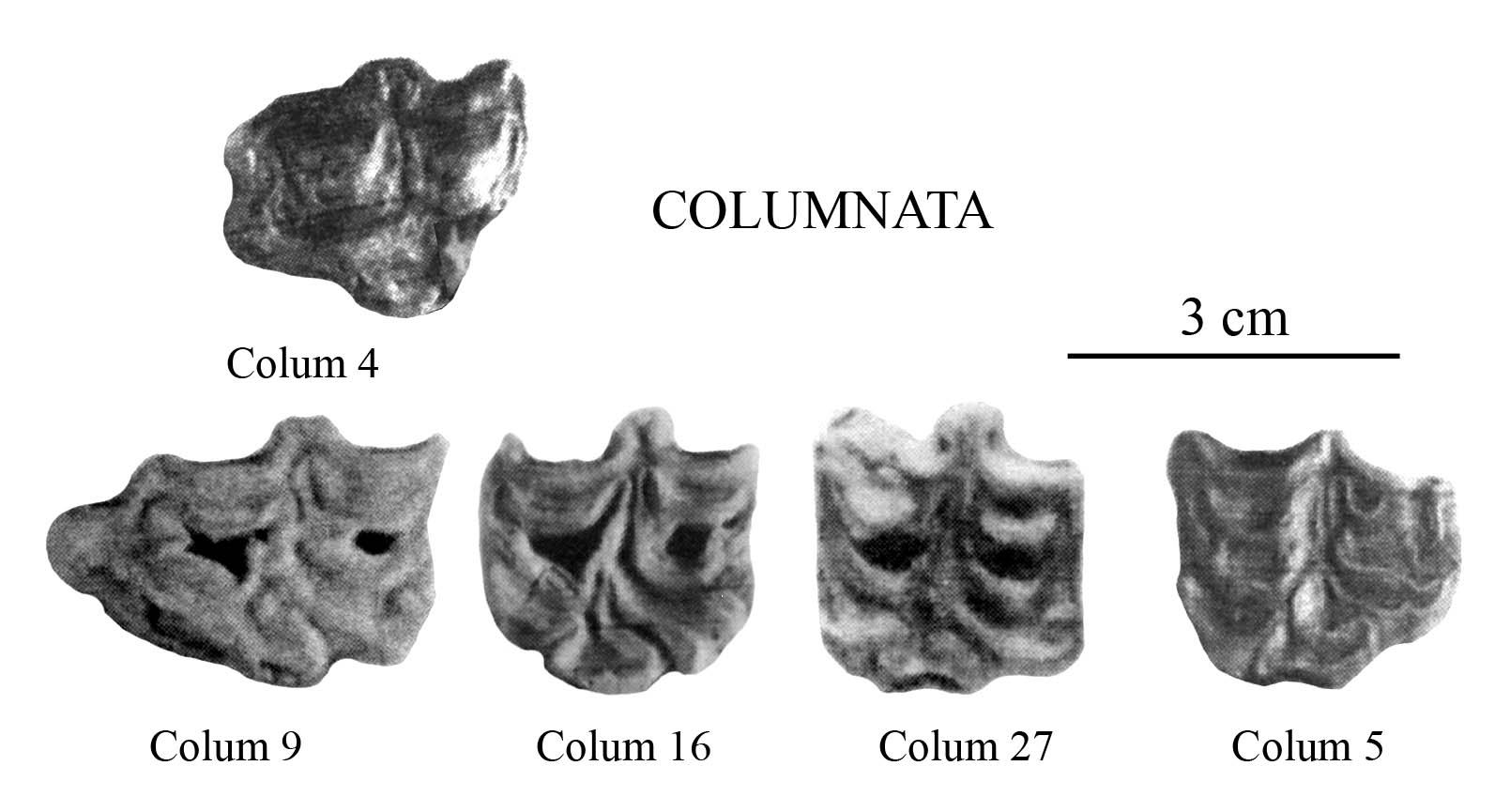 Columnata, Upper cheek teeth
