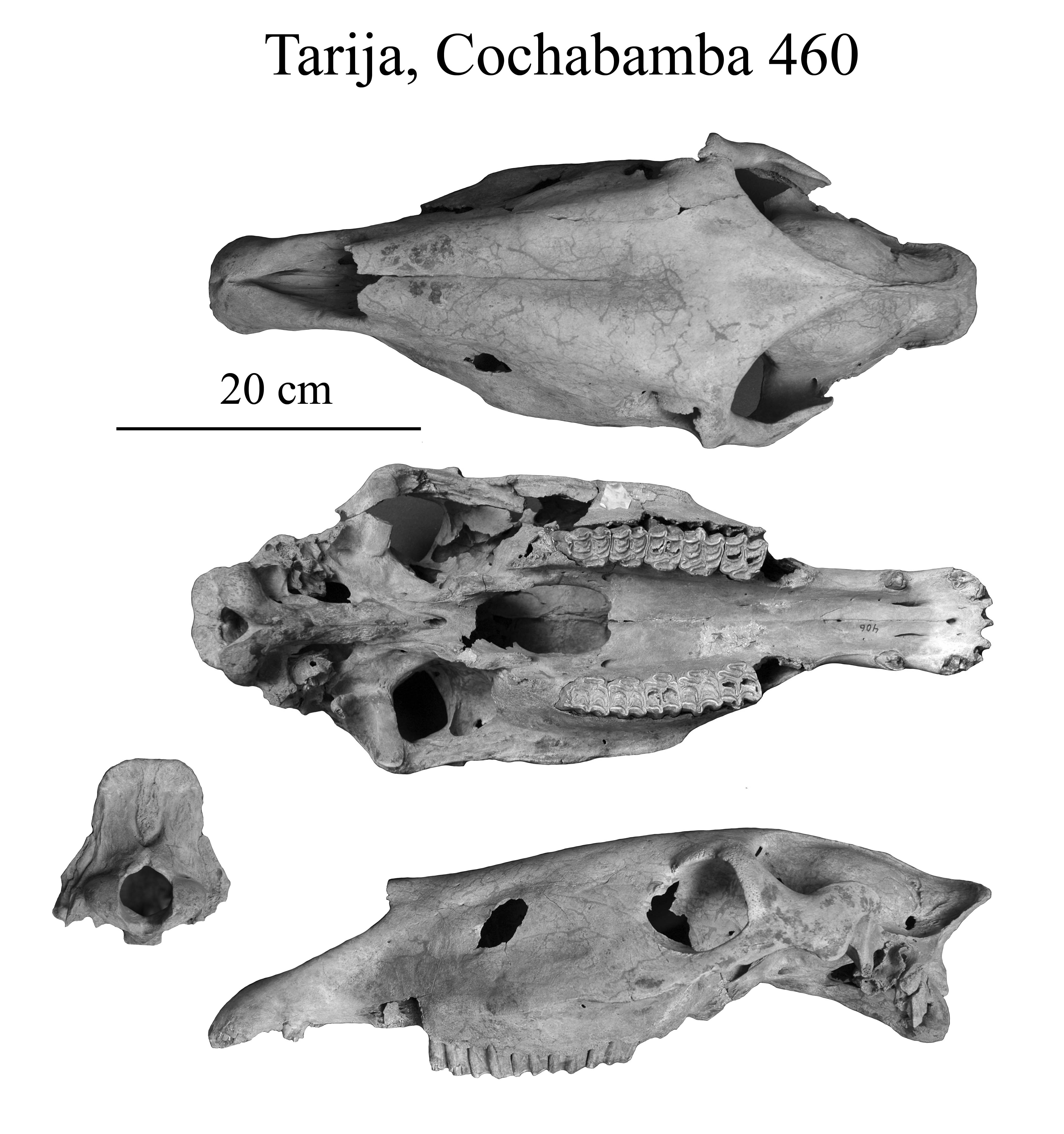 Tarija Cranium, Cochabamba 406, photos F. Pujols