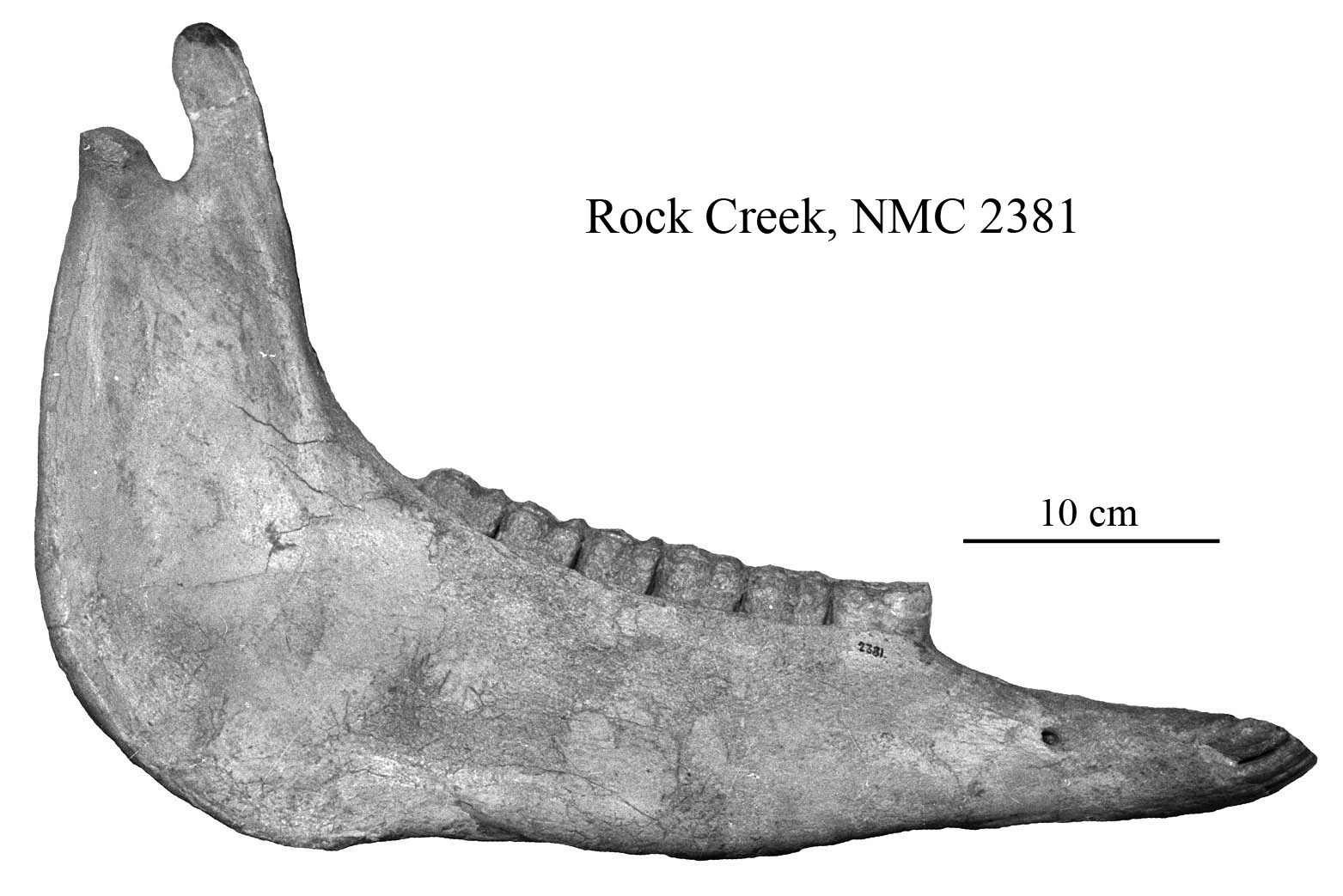 E. scotti NMC 2381, mandible profile