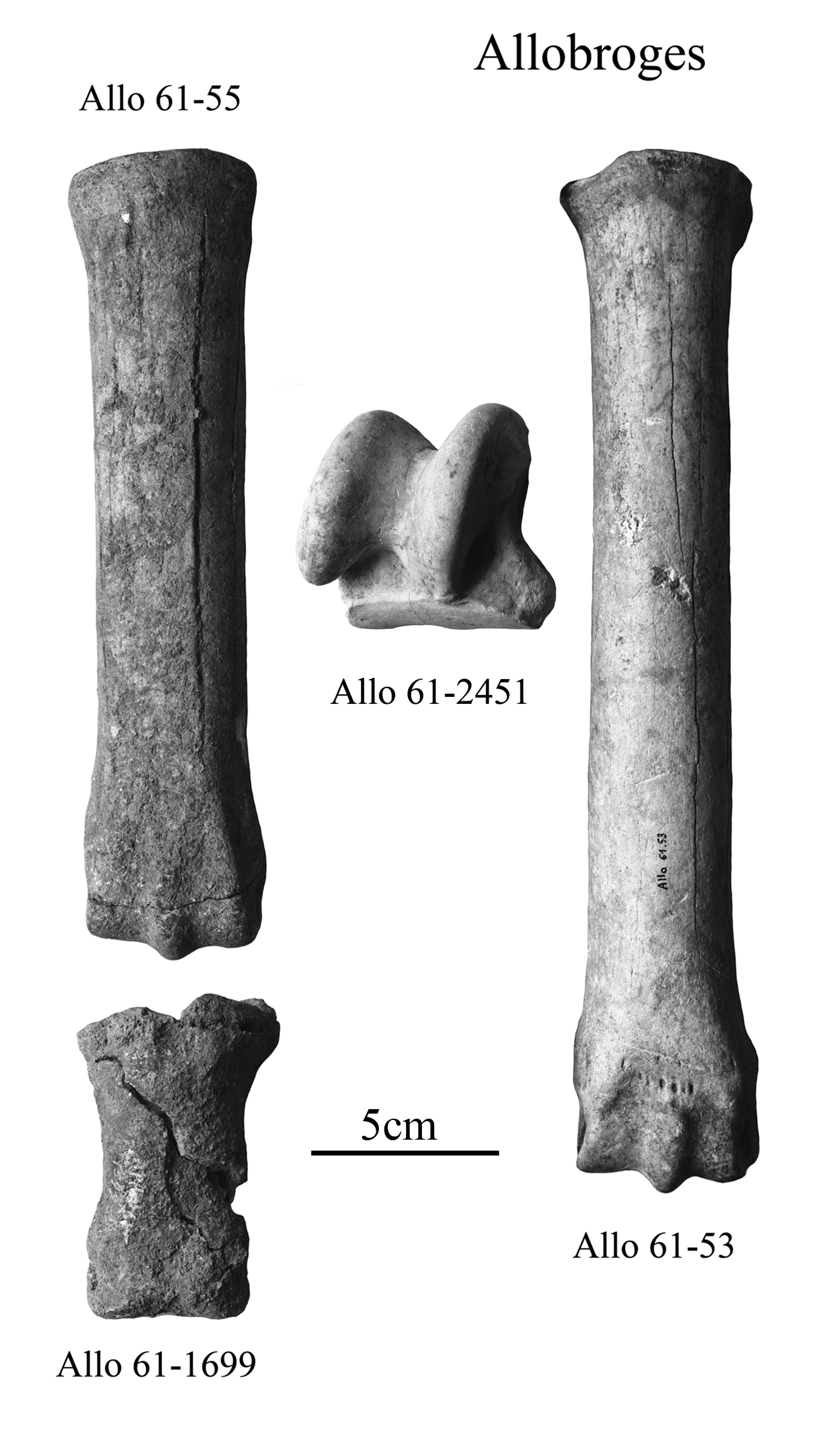Fig.2 Allobroges, E. algericus, Limb bones