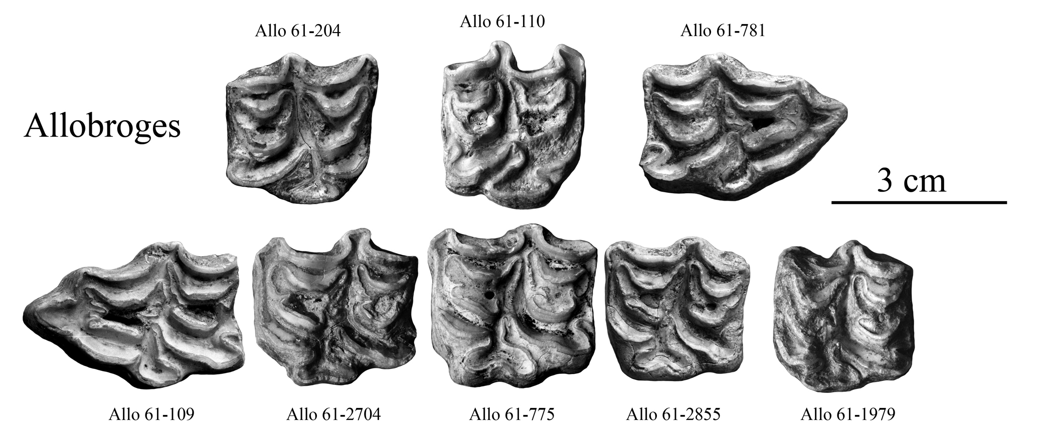Equus melkiensis and E. aff. melkiensis, Upper cheek teeth