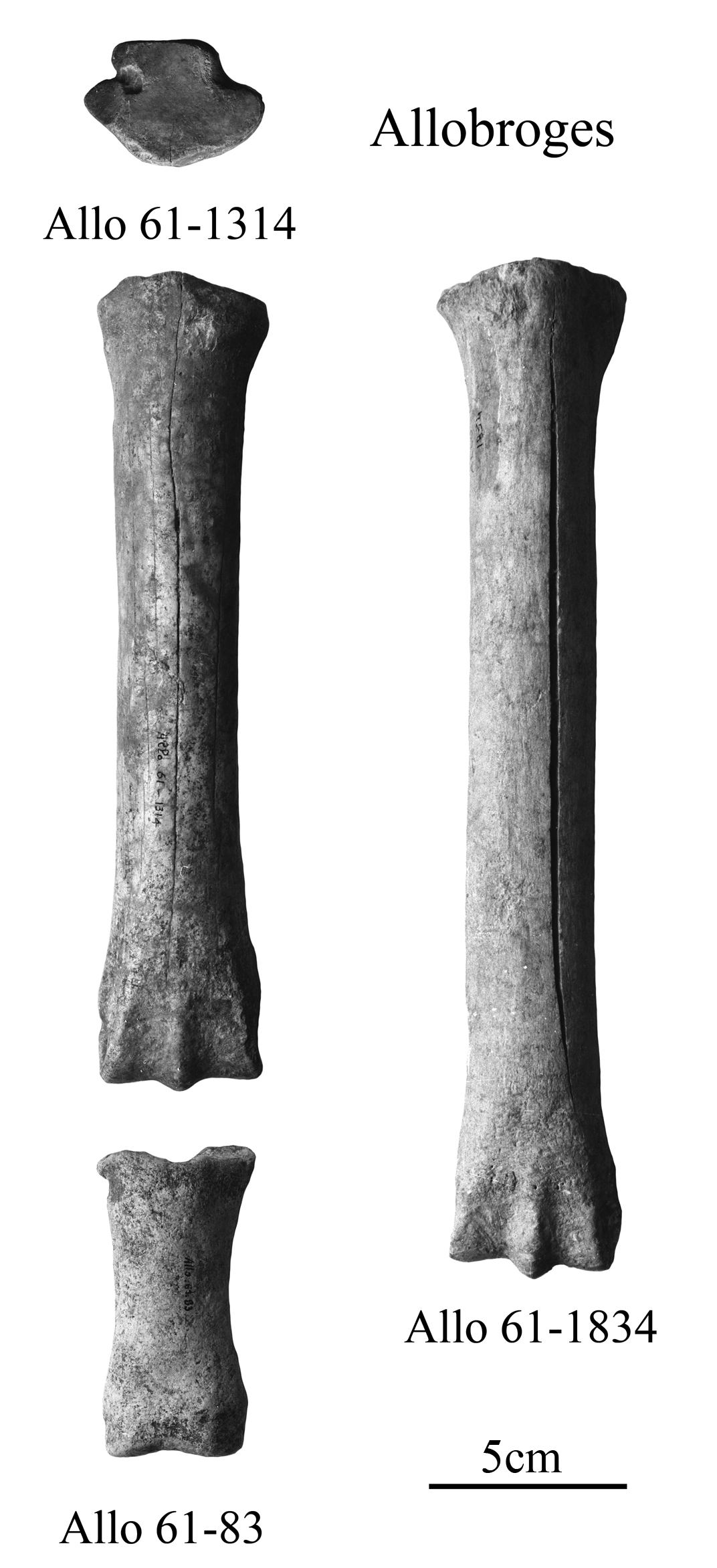 Equus melkiensis and E. aff. melkiensis, Limb bones, Allobroges