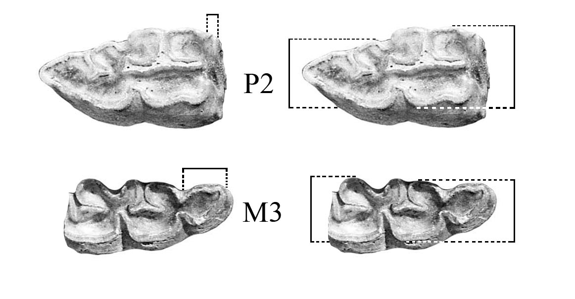 Fig.1 Lower P2 and M3