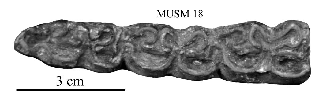 MUSM 18, Lower right M1-M3