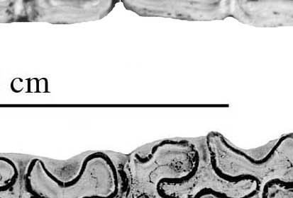 Fig.7 Nat Trap, A. conversidens, Lower Cheek teeth