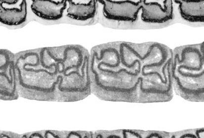 Fig.19 E. conversidens Cedazo Lower cheek teeth