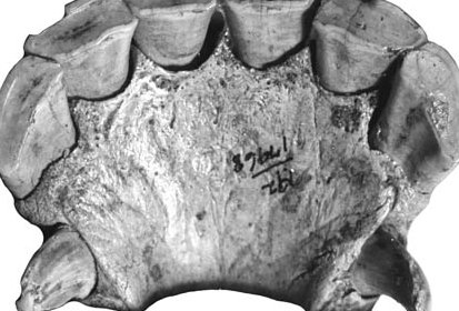 Fig.13 A. leoni Lower incisors
