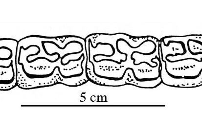 Fig.26 E. conversidens Slaton Lower cheek teeth