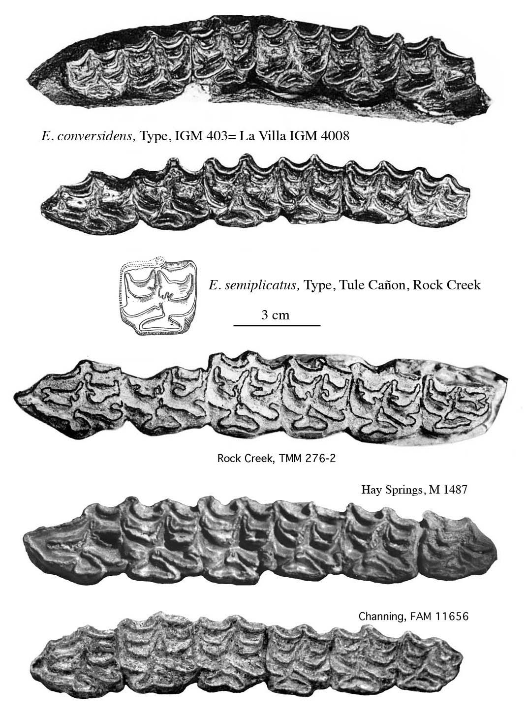 Fig.1 E. conversidens type et semiplicatus