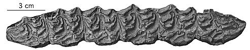 SI 160-455, sèrie supèrieure