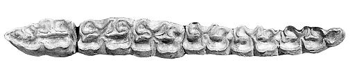 Fig.2 Lower P2-M3
