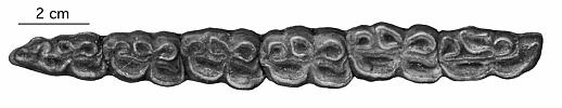 BM 1946-594, HI 8