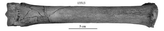 Fig.24 E. conversidens Burnet Cave MT