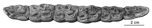DD ND20, AD 125