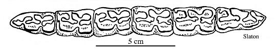 Fig.26 E. conversidens Slaton Lower cheek teeth