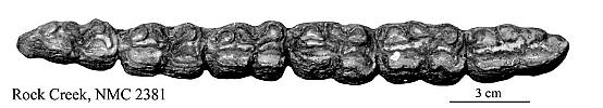 E. scotti NMC 2381, lower P2-M3