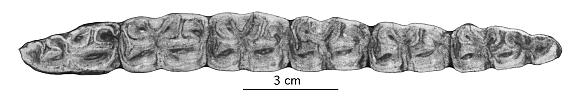 ZIN 521, C 31 Tarpan