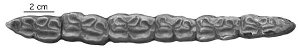 MS (MGU) 1772, PZ 77