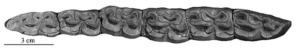 P43 AMNH 21523 JI