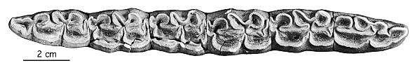 NY 204127, C 38