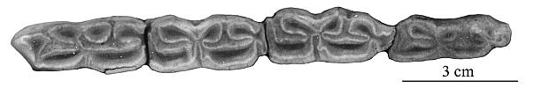 P32 BE 1938 JI