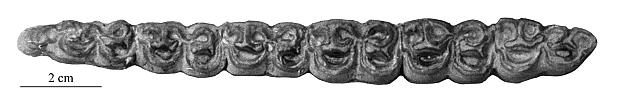 Samos1 NY 20603 Lower Series