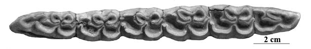 BM 1939-4780 AA 4