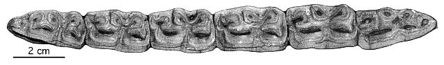 Halle Epon 2, C 111