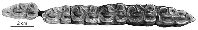 Halle Emgl 3, C 114