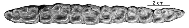MU 1906-1076, K 21