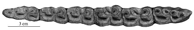 P41 AMNH 32686 JI